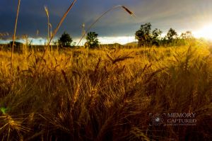 Wheat in the storm_8.jpg